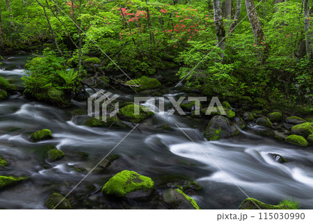 【青森県_奥入瀬渓流】初夏の三乱の流れ 115030990