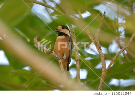 アマミヤマガラ アマミヤマガラ 115031044
