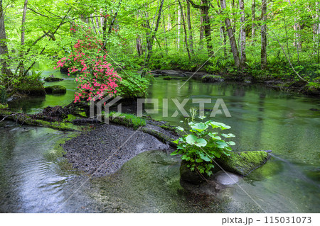 【青森県_奥入瀬渓流】初夏の三乱の流れ 【青森県_奥入瀬渓流】初夏の三乱の流れ 115031073