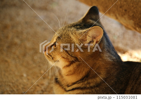 瀬戸内の島の猫 瀬戸内の島の猫 115031081