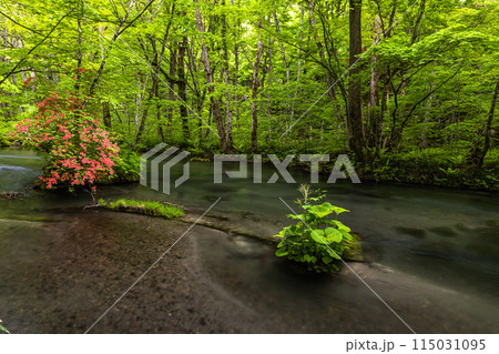 【青森県_奥入瀬渓流】初夏の三乱の流れ 115031095