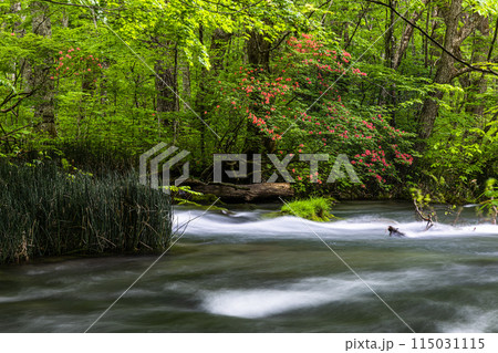 【青森県_奥入瀬渓流】初夏の三乱の流れ 115031115