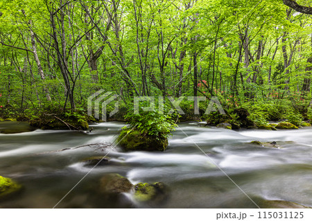 【青森県_奥入瀬渓流】初夏の三乱の流れ 115031125