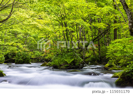 【青森県_奥入瀬渓流】初夏の三乱の流れ 115031170