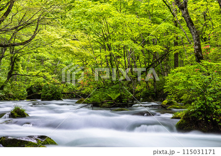 【青森県_奥入瀬渓流】初夏の三乱の流れ 【青森県_奥入瀬渓流】初夏の三乱の流れ 115031171