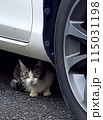 かくれんぼする猫 115031198