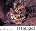 じゃれあう子猫 115031202