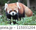 レッサーパンダ 115031204