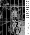 檻から見つめる寂しげな猿 115031207