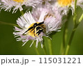 フノジグモ 115031221