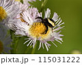 フノジグモ 115031222