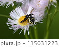 フノジグモ 115031223