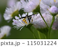 フノジグモ 115031224