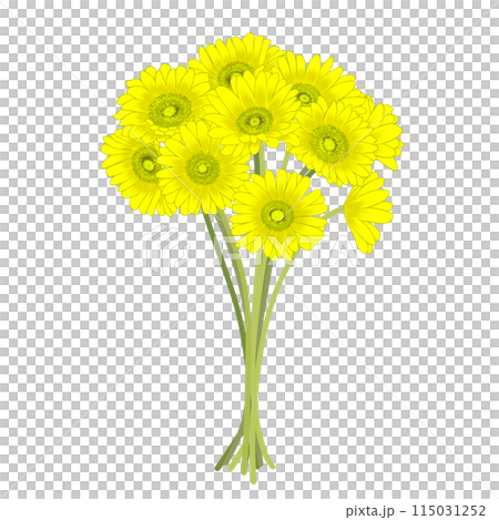 黃色非洲菊 黃色非洲菊 115031252