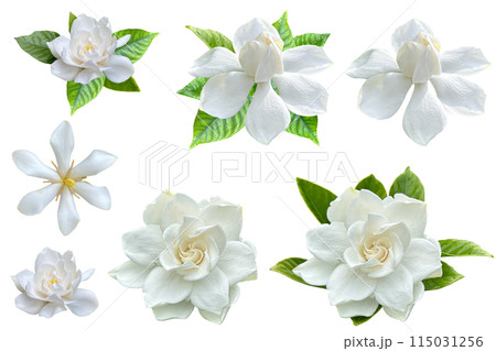 美しい数種類のクチナシの花の切抜き(背景透過) 美しい数種類のクチナシの花の切抜き(背景透過) 115031256