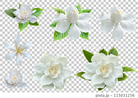 幾種梔子花的美麗剪紙（透明背景） 115031256