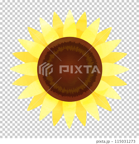 水彩向日葵的向量圖解 115031273