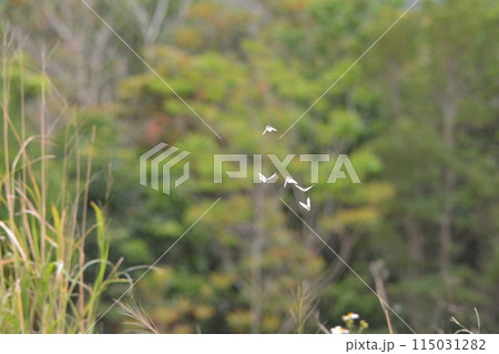 モンシロチョウ 115031282