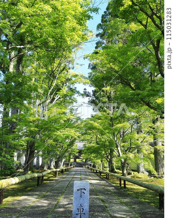 静岡県 青もみじの参道 5月 静岡県 青もみじの参道 5月 115031283