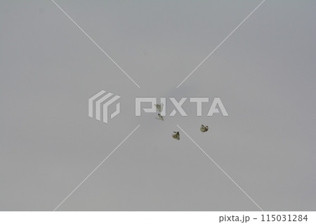 モンシロチョウ 115031284