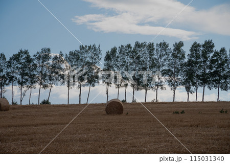 麦ロールとシラカバ並木 美瑛町 麦ロールとシラカバ並木 美瑛町 115031340