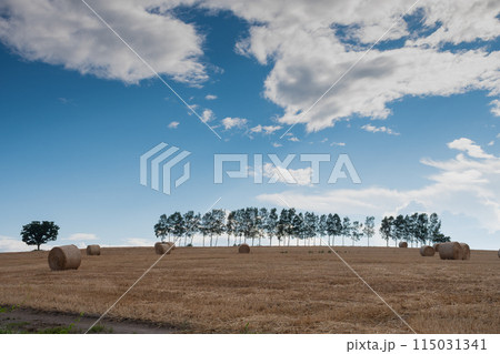 麦ロールとシラカバ並木　美瑛町 115031341