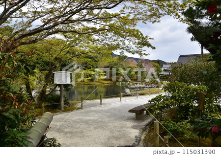 日本の春の京都　世界文化遺産の天龍寺　特別名勝の曹源池庭園　白い案内看板と美しい新緑と花びら 115031390