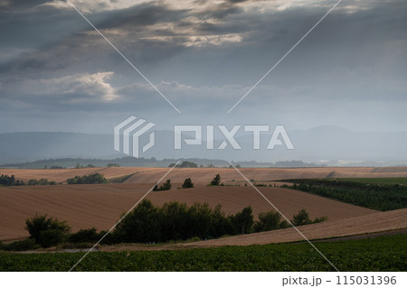 丘陵畑作地帯の黄金色のムギ畑 丘陵畑作地帯の黄金色のムギ畑 115031396