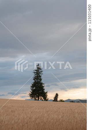 夕暮れの黄金色のムギ畑に立つマツの木　美瑛町 115031400