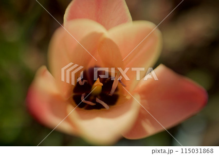 赤が濃いめの花色の原種チューリップ「クルシアナ・アニカ」。花言葉「思いやり」が色付く。 赤が濃いめの花色の原種チューリップ「クルシアナ・アニカ」。花言葉「思いやり」が色付く。 115031868