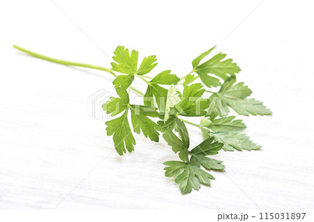 新鮮なイタリアンパセリ　緑黄色野菜　緑のハーブ　穫れたてのイタリアンパセリ　健康野菜　香味野菜 115031897