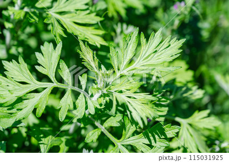 よもぎの新芽 115031925