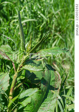 ギシギシ 115031932