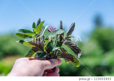 摘んだミントの葉 115031933