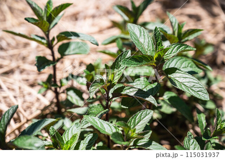 ペパーミント ペパーミント 115031937