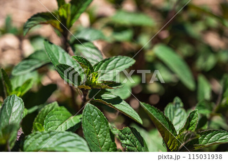 ペパーミント 115031938