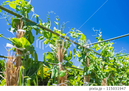 青空とサヤエンドウ 115031947