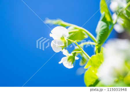 春に咲く野菜の花 サヤエンドウ 春に咲く野菜の花 サヤエンドウ 115031948
