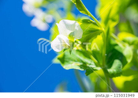 春に咲く野菜の花 サヤエンドウ 春に咲く野菜の花 サヤエンドウ 115031949