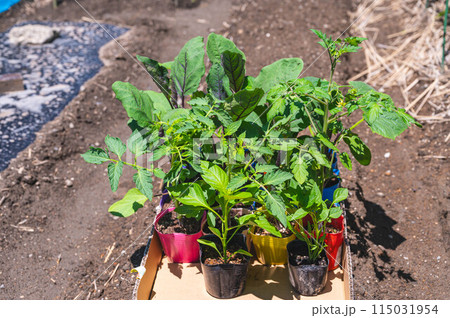 家庭菜園　夏野菜の苗 115031954