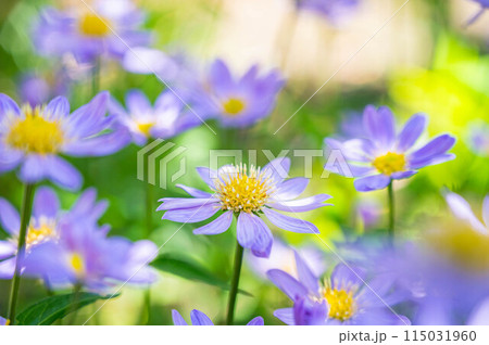 ふんわり咲くミヤコワスレ 115031960