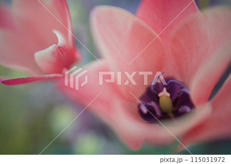 赤が濃いめの花色の原種チューリップ「クルシアナ・アニカ」の朝の色。花言葉「思いやり」が優しく色付く。 赤が濃いめの花色の原種チューリップ「クルシアナ・アニカ」の朝の色。花言葉「思いやり」が優しく色付く。 115031972