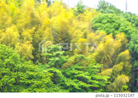 日本の横浜都市景観 春の嵐で、黄色く染まった美しい竹林が大きく揺れる…耐える、強風などのイメージ… 115032197