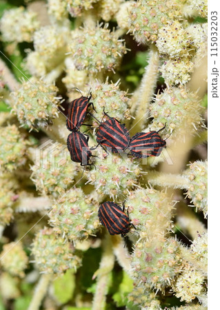 ハマボウフウとアカスジカメムシ 115032203