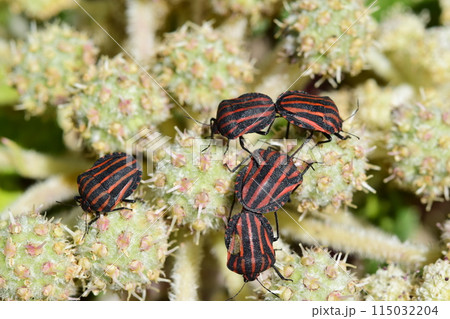 花に集まるアカスジカメムシの群れ 115032204