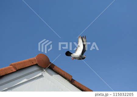 moment of homing pigeon take off to fly from home roof 115032205