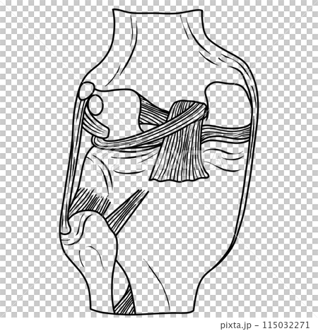 The posterior cruciate ligament of the knee joint is attached to the lower 115032271