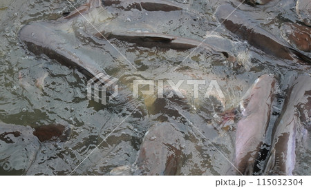 Many black striped catfish swim in the river in Thailand Many black striped catfish swim in the river in Thailand 115032304