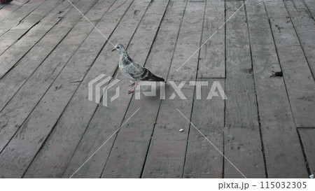A black and gray pigeon stood on a wooden floor 115032305