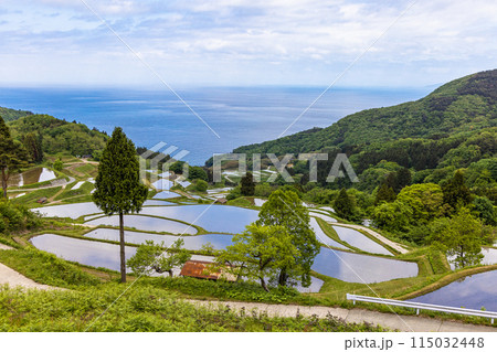 【新潟県・佐渡・岩首昇竜棚田】青い海と水鏡の棚田 5月 【新潟県・佐渡・岩首昇竜棚田】青い海と水鏡の棚田 5月 115032448